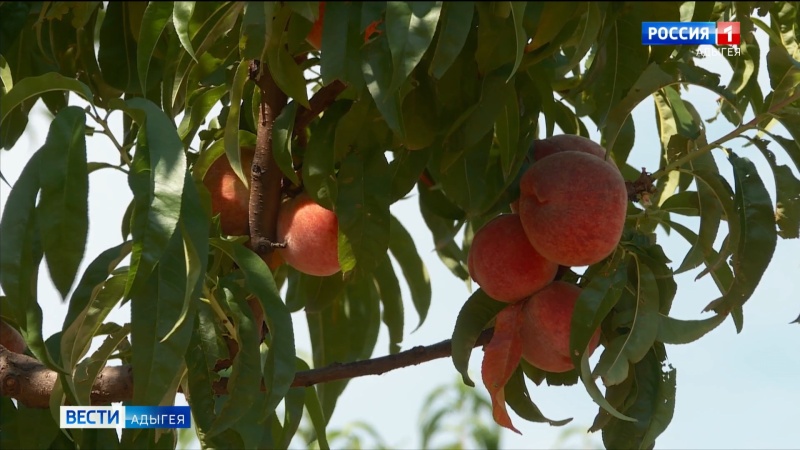 Садоводы Адыгеи начали активный сбор урожая персика