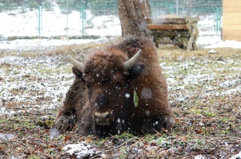 ���������� ���������� �������� ��� ������ ��������� ���������� ���������