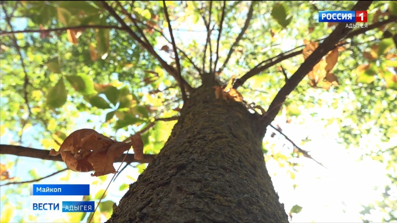 В столице Адыгеи от опасного вредителя страдают деревья