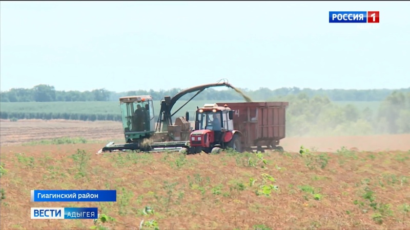 В одном из предприятий Гиагинского района убирают эфиро-масличную культуру - укроп
